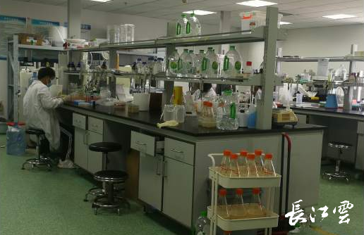 從上門申請到坐等權益 湖北無申請退稅費改革助力生物技術研發創新