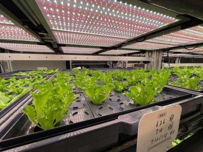 植物工廠 展示之外的生產力革命