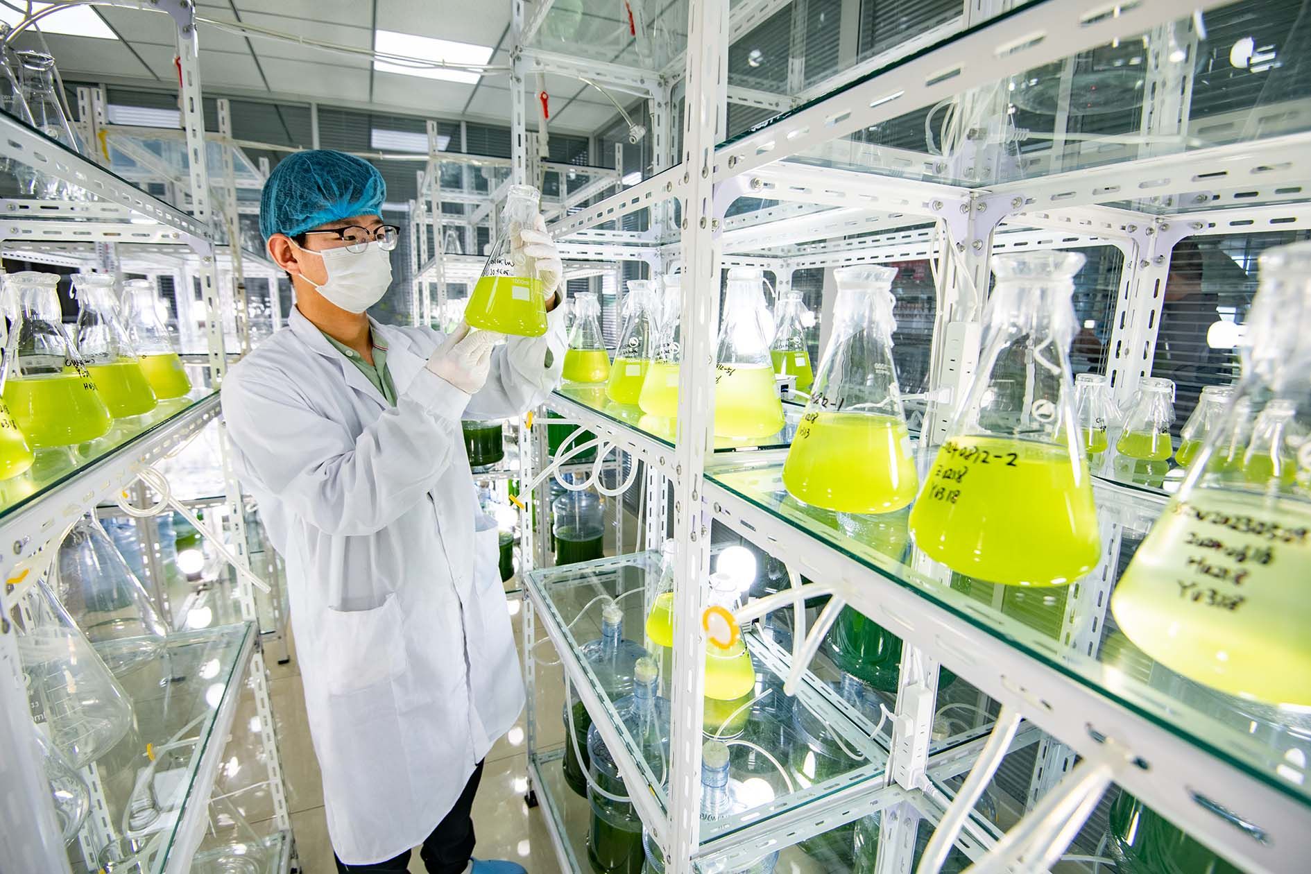 德州地福來生物科技 研發與推廣并重，微藻肥田十萬畝綠沃野